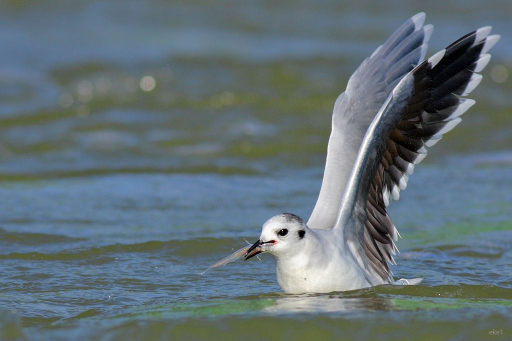 Little Gull