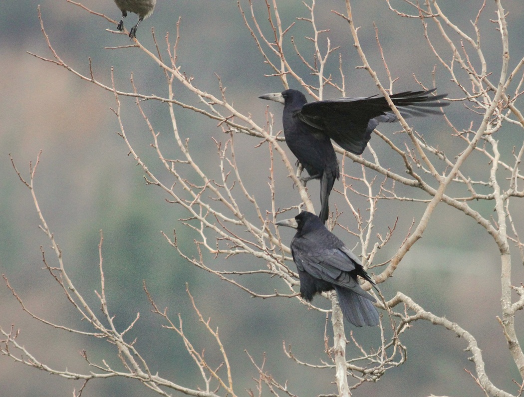 Ekin Kargası