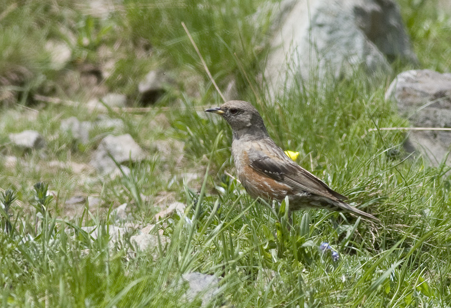 Büyük Dağbülbülü