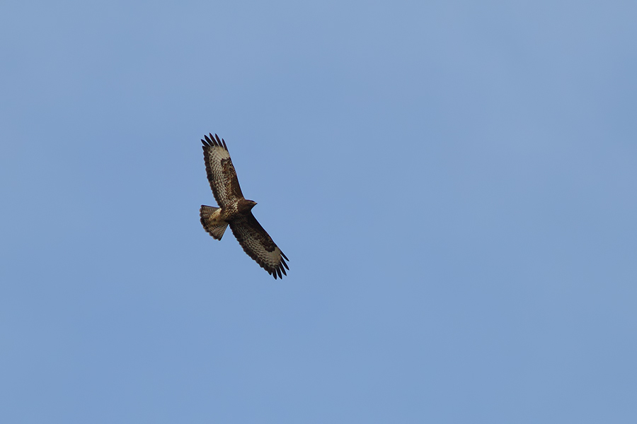 Common Buzzard