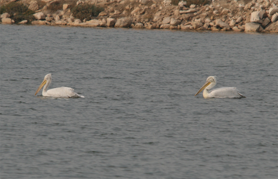 Dalmatian Pelican