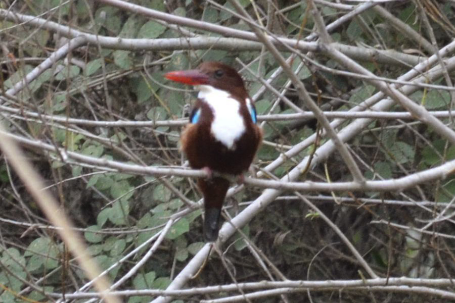 White-throated Kingfisher