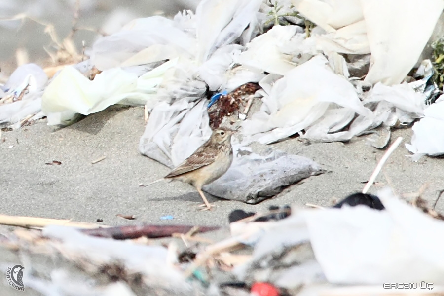 Blyth`s Pipit