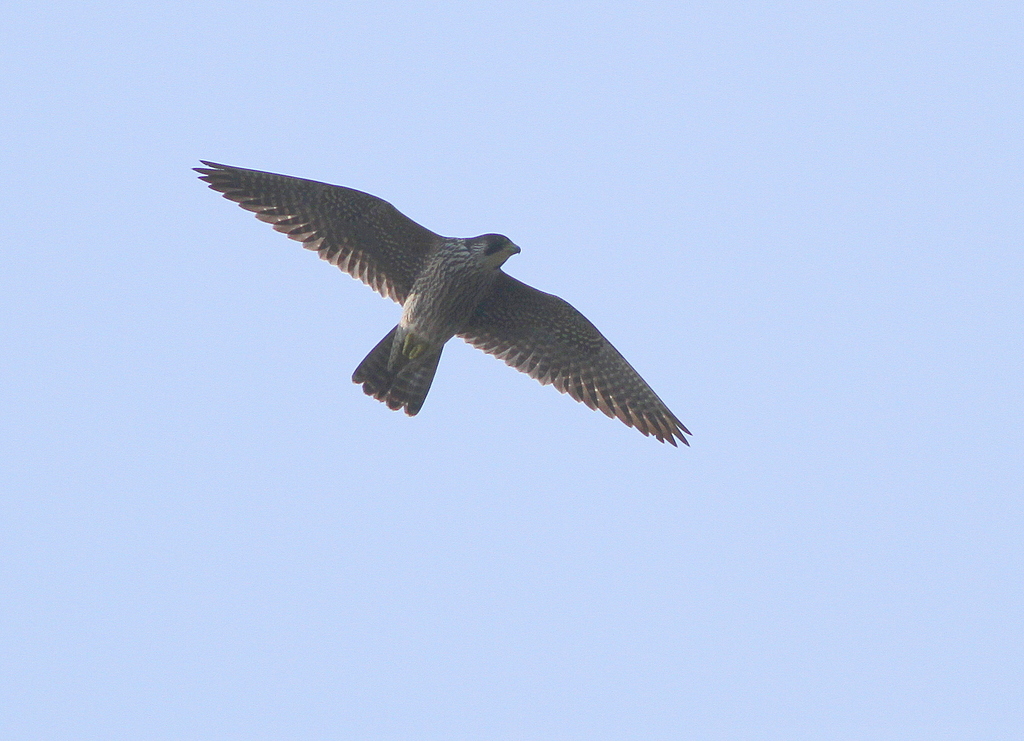 Peregrine Falcon