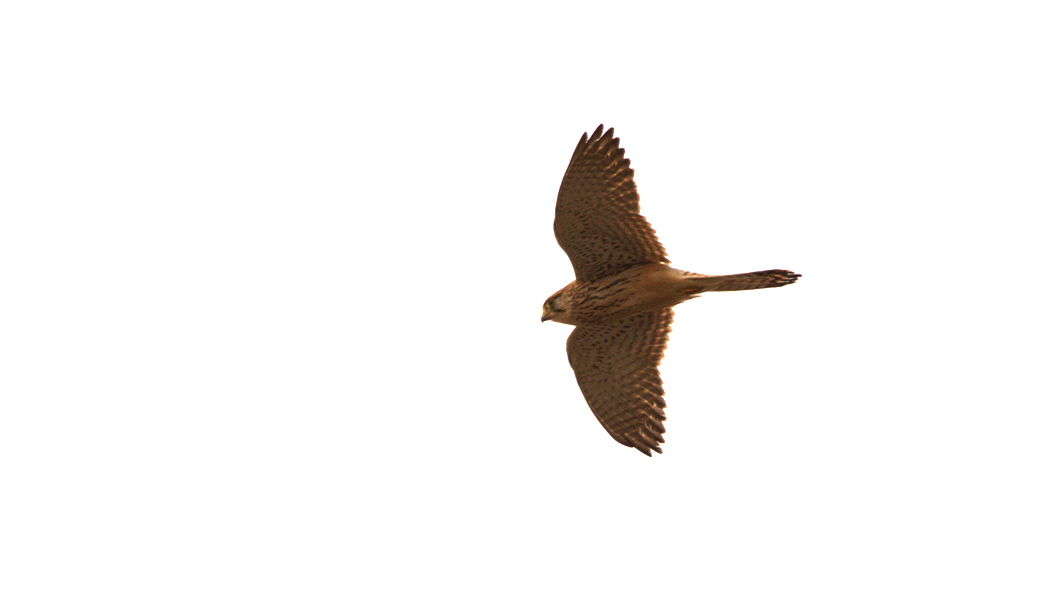 Common Kestrel