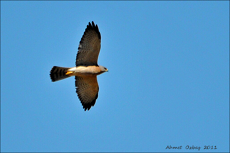 Levant Sparrowhawk