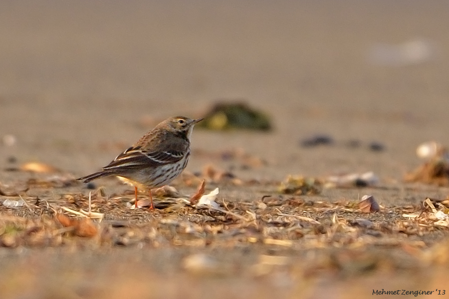 Buff-bellied Pipit