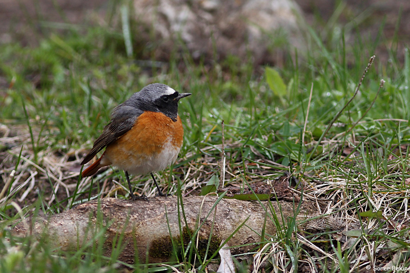 Common Redstart