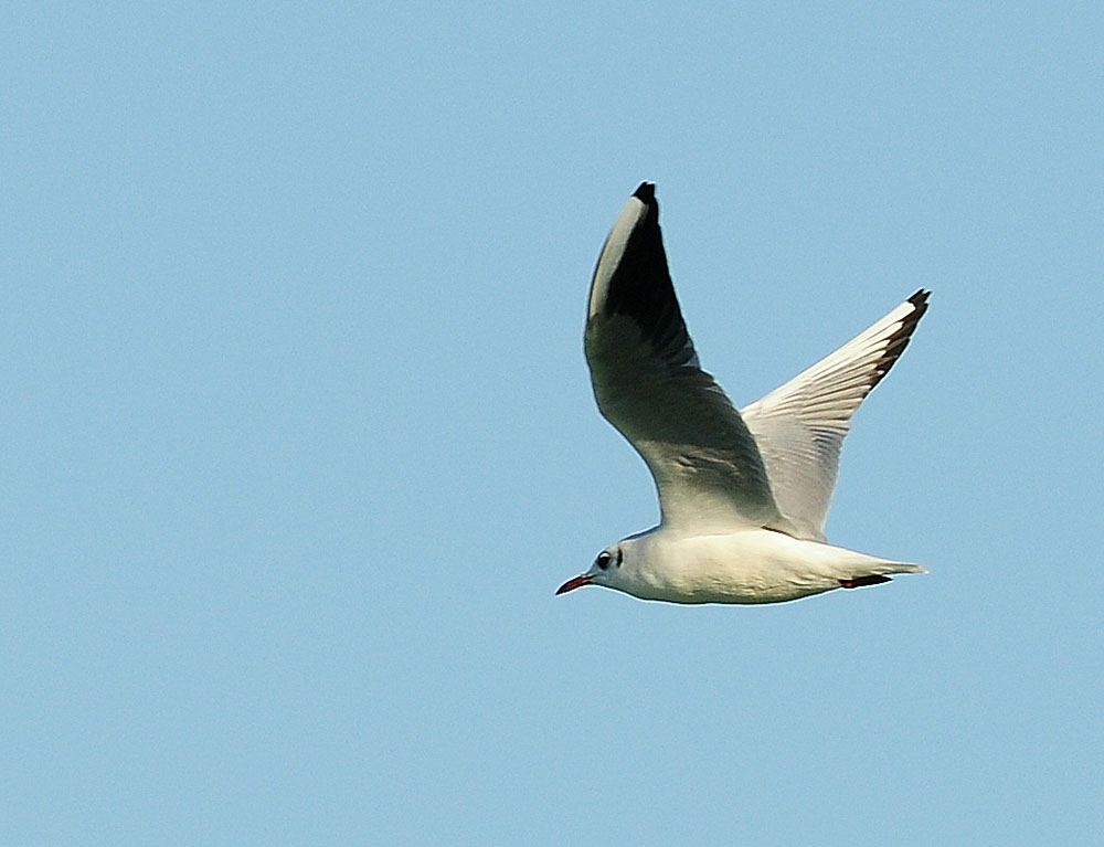 Black-headed Gull