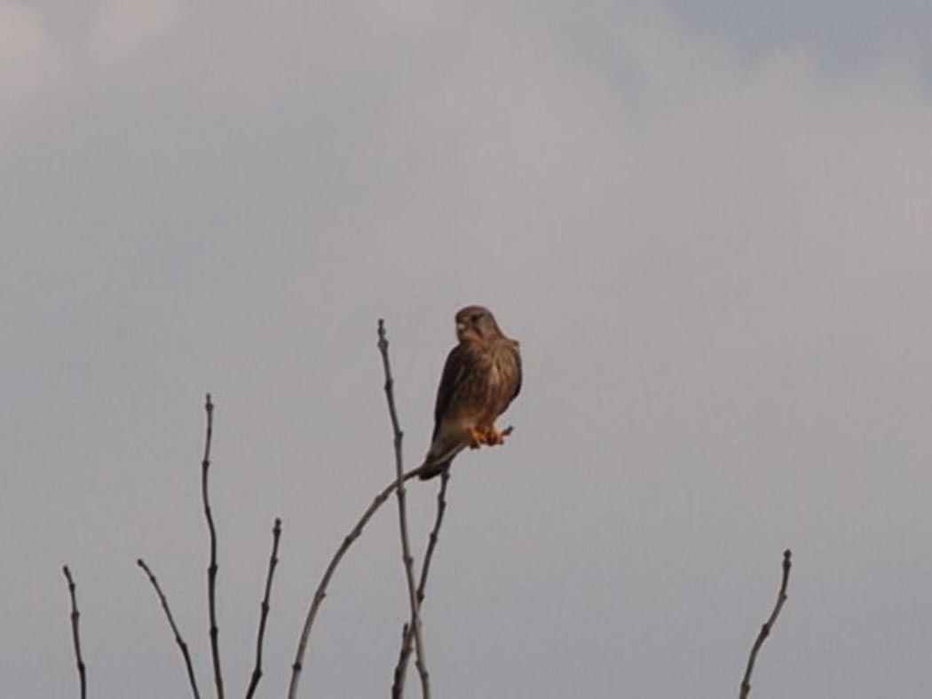 Common Kestrel