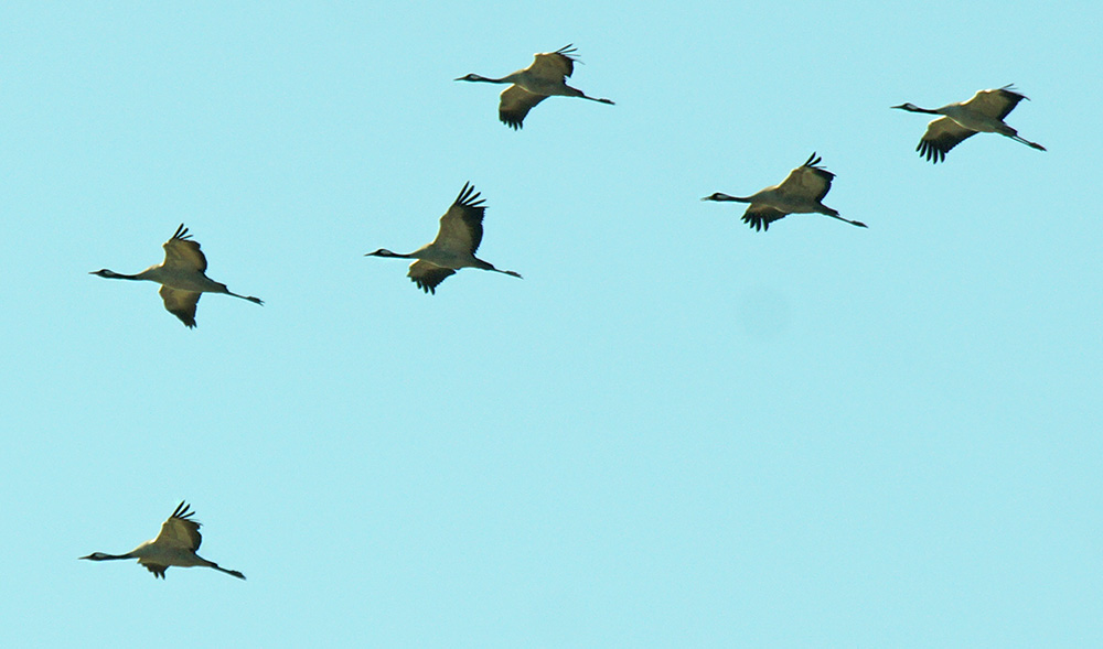 Common Crane