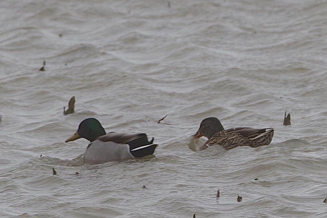 Mallard