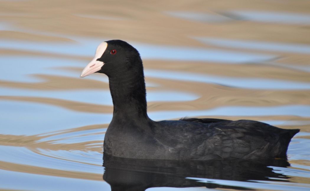 Eurasian Coot