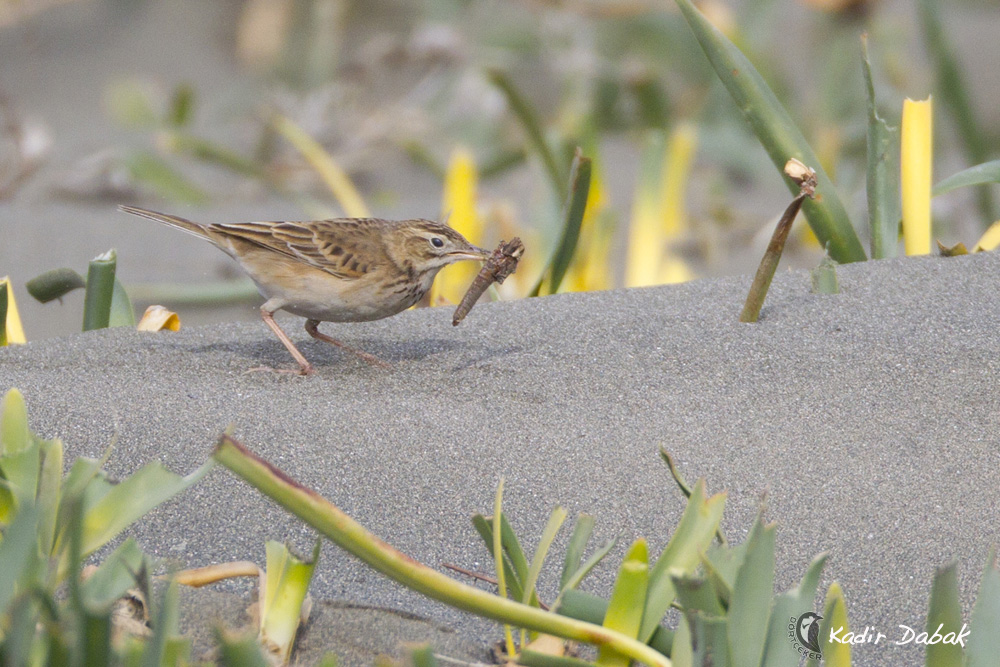 Richard`s Pipit