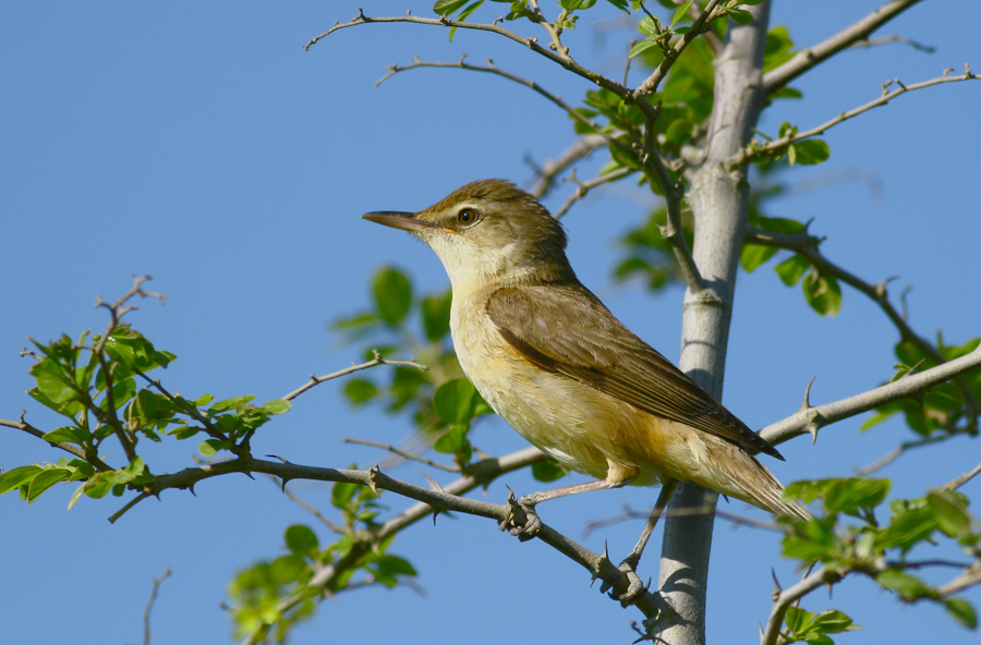 Great Reed Warbler
