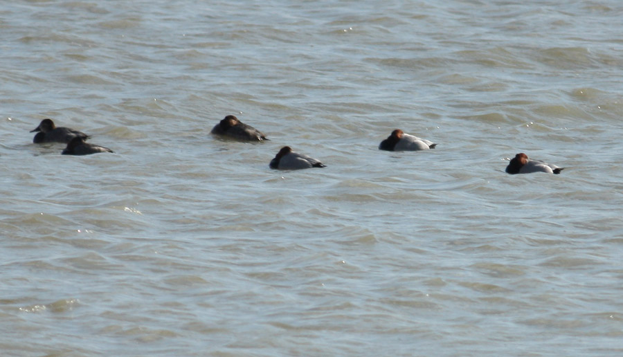 Common Pochard