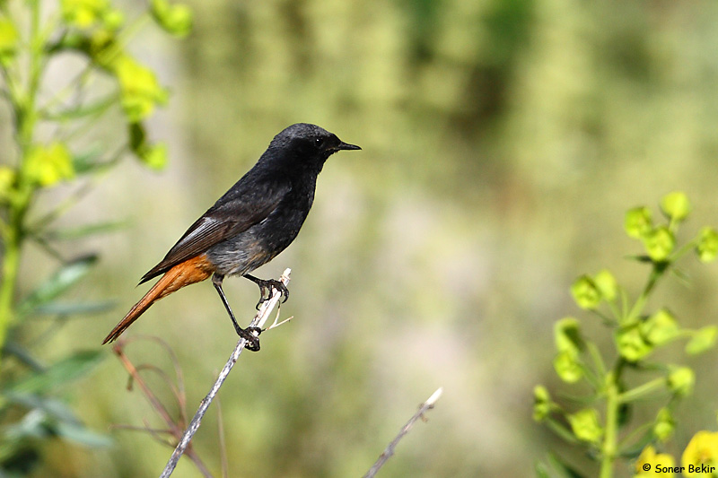Black Redstart
