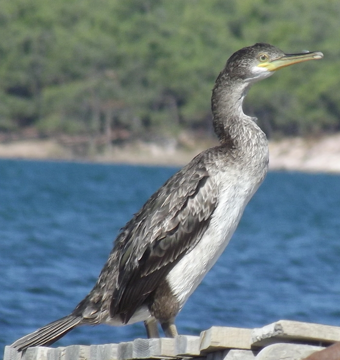 European Shag