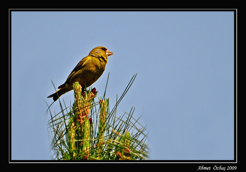 European Greenfinch