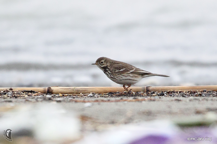 Buff-bellied Pipit