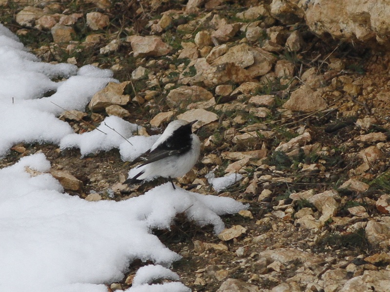 Finsch`s Wheatear