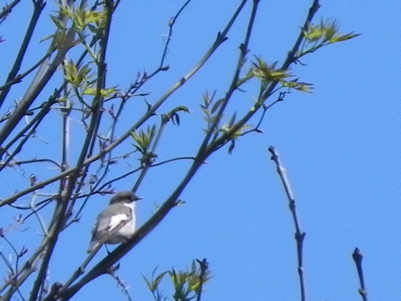 Semicollared Flycatcher