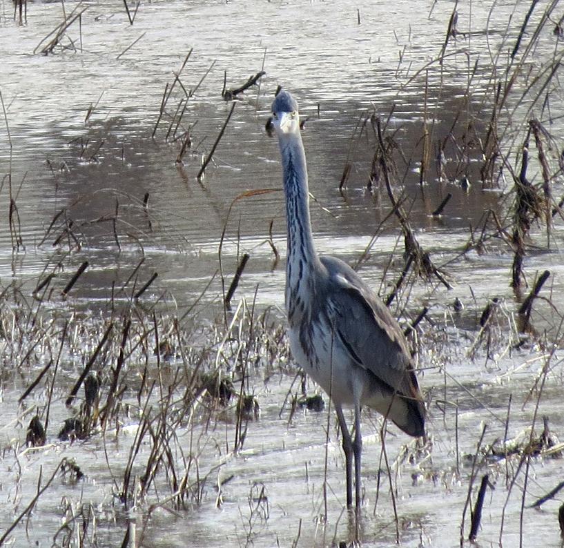 Grey Heron