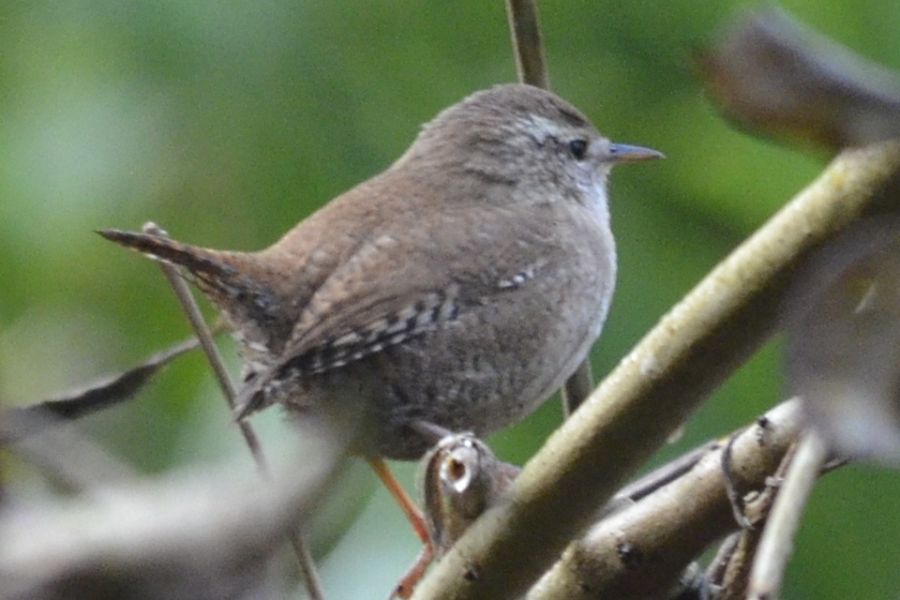 Eurasian Wren