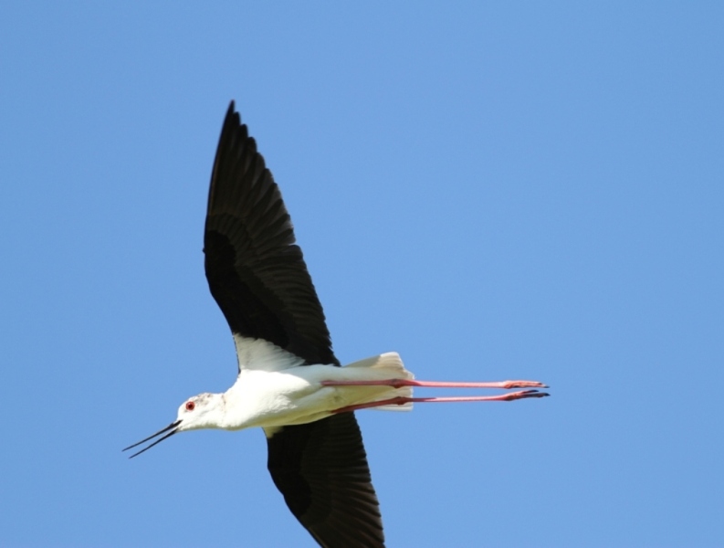 Black-winged Stilt