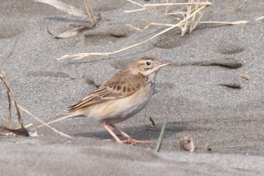 Richard`s Pipit