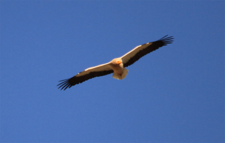 Egyptian Vulture