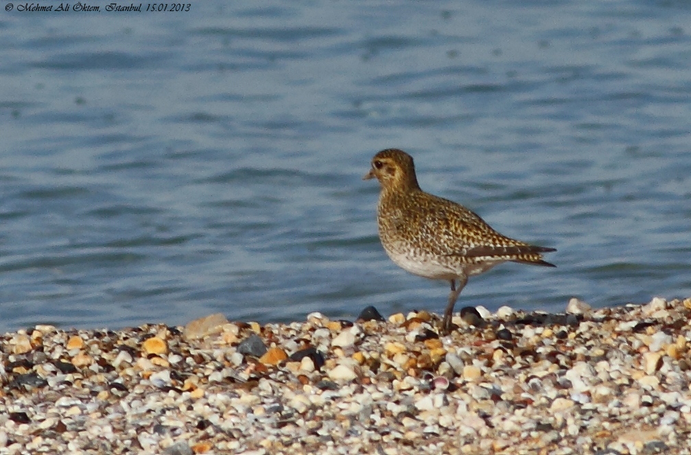 European Golden Plover