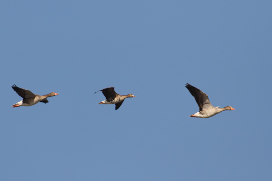 Greylag Goose