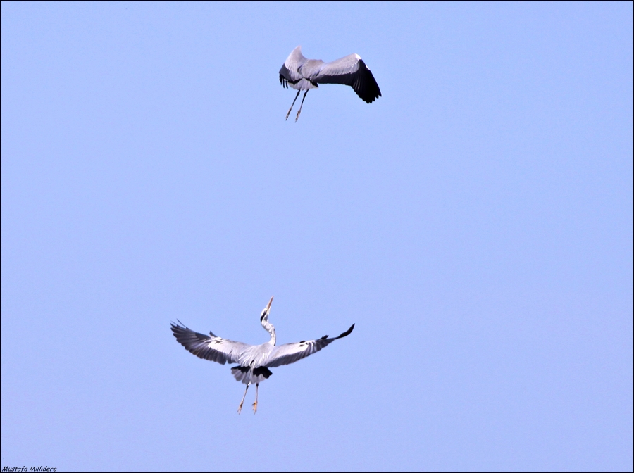 Grey Heron