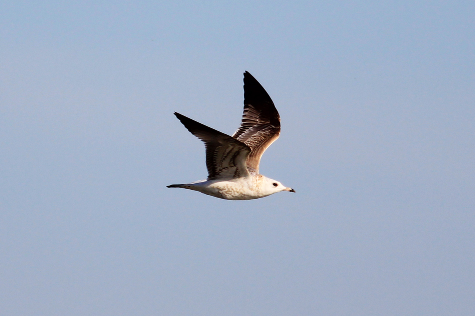 Common Gull