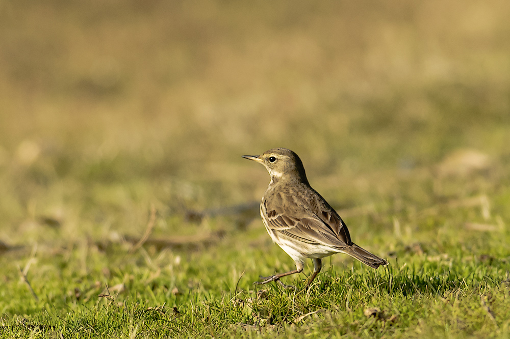 Water Pipit