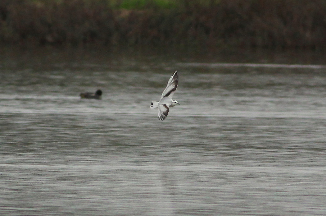 Little Gull
