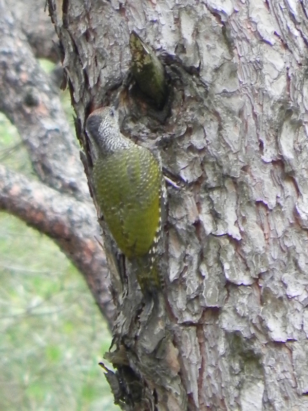 Yeşil Ağaçkakan