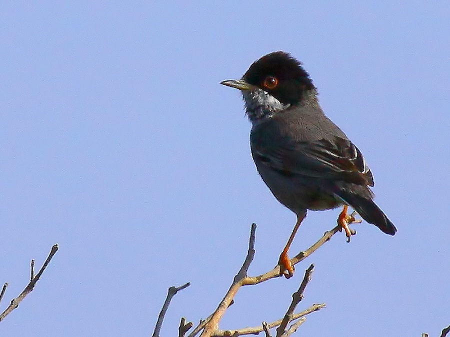 Cyprus Warbler