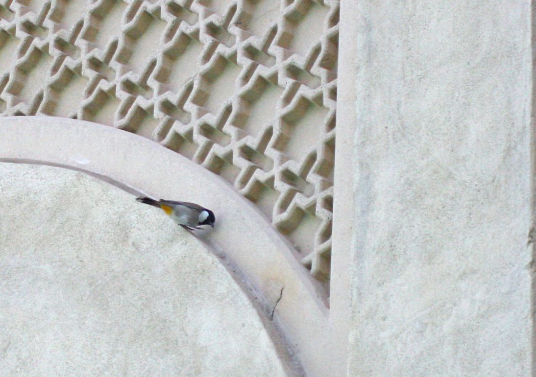 White-eared Bulbul