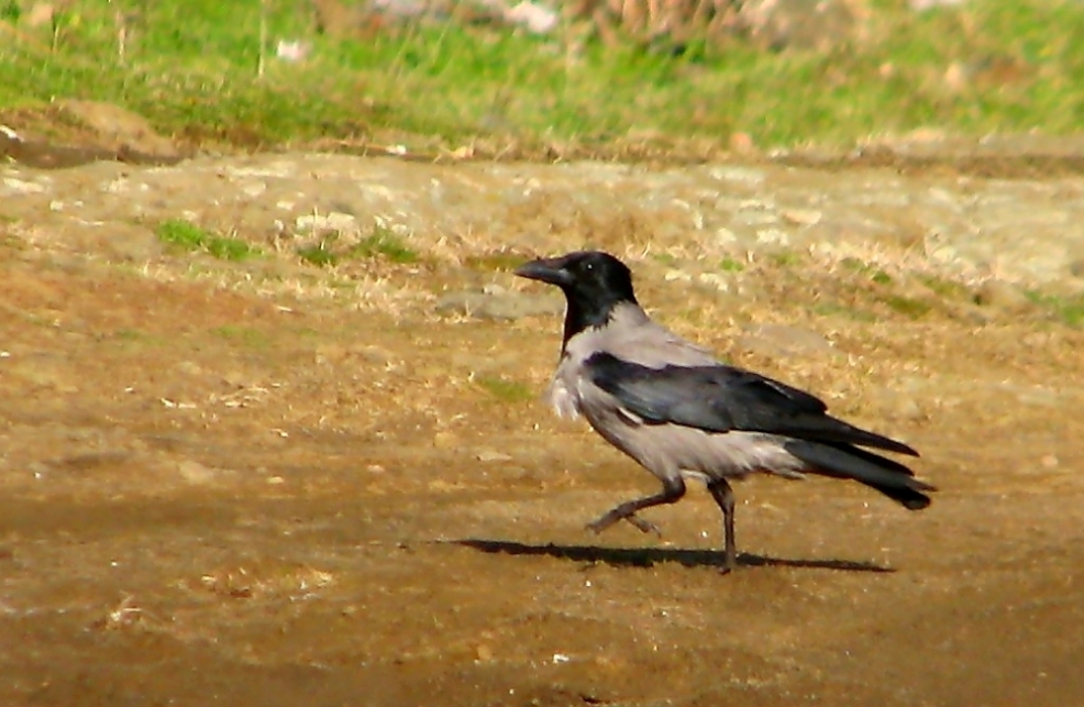 Leş Kargası