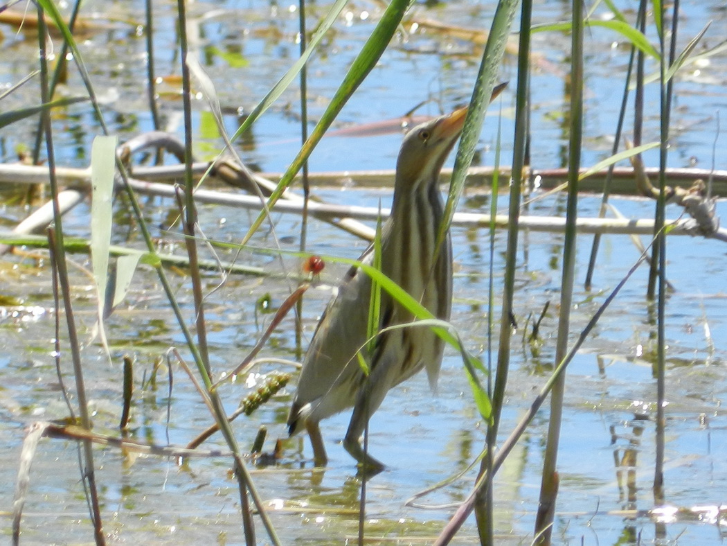 Little Bittern