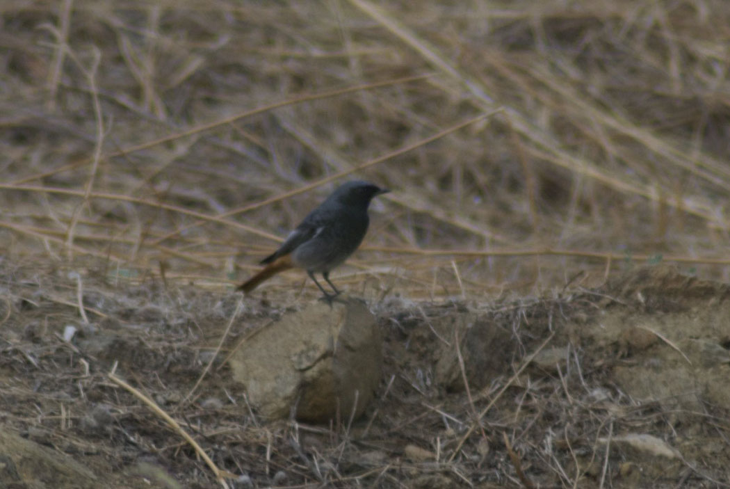Black Redstart