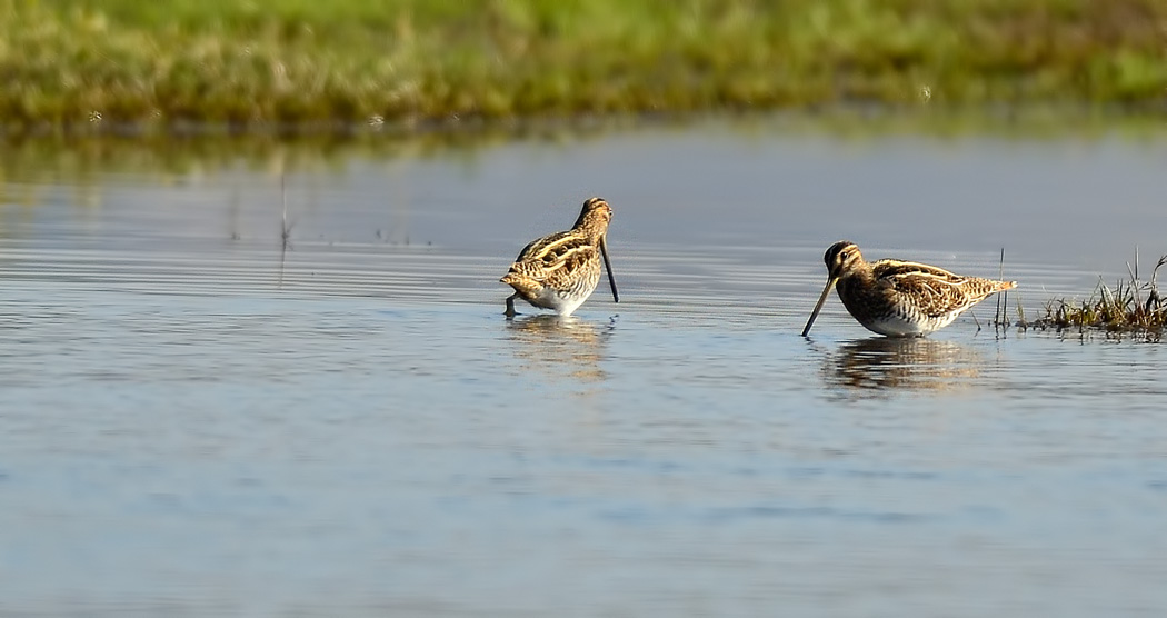 Common Snipe