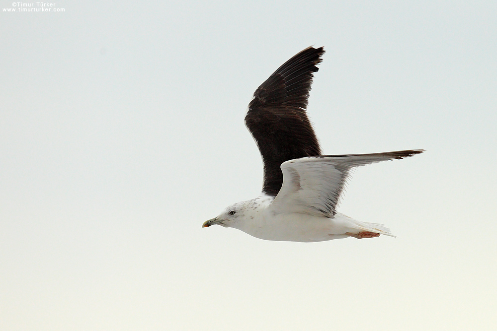 Lesser Black-backed Gull