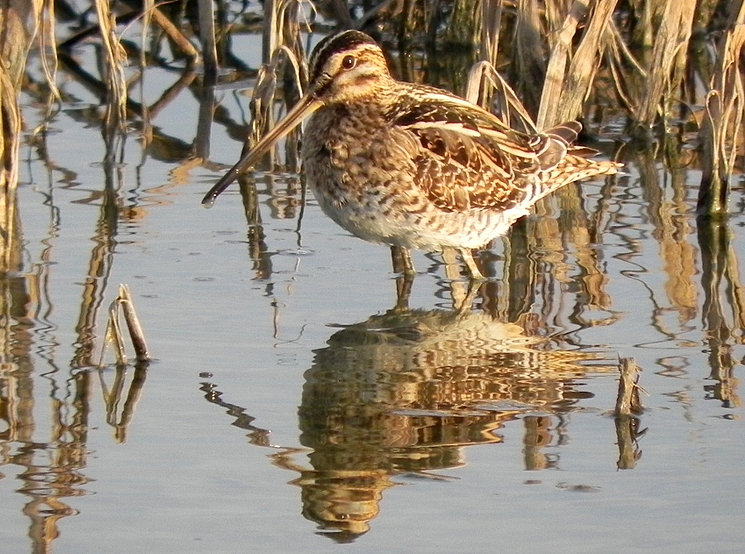 Common Snipe