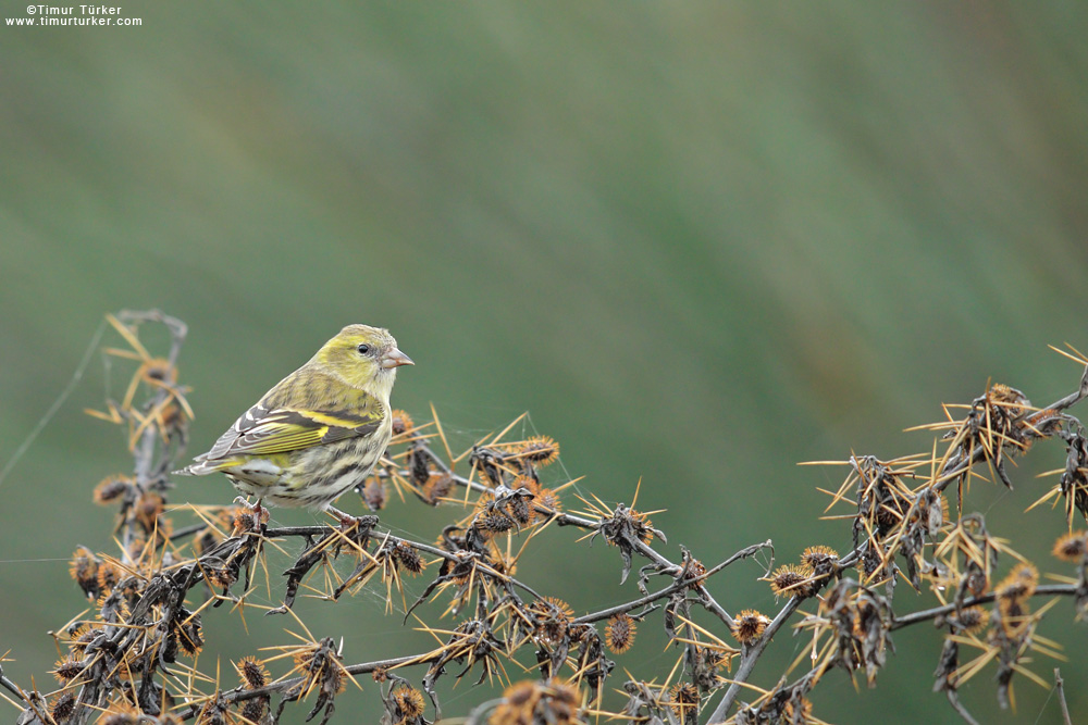 Eurasian Siskin