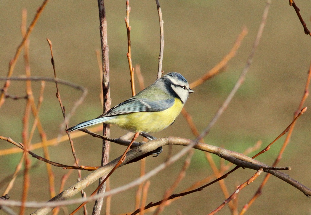 Eurasian Blue Tit