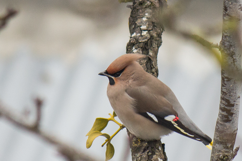 Bohemian Waxwing
