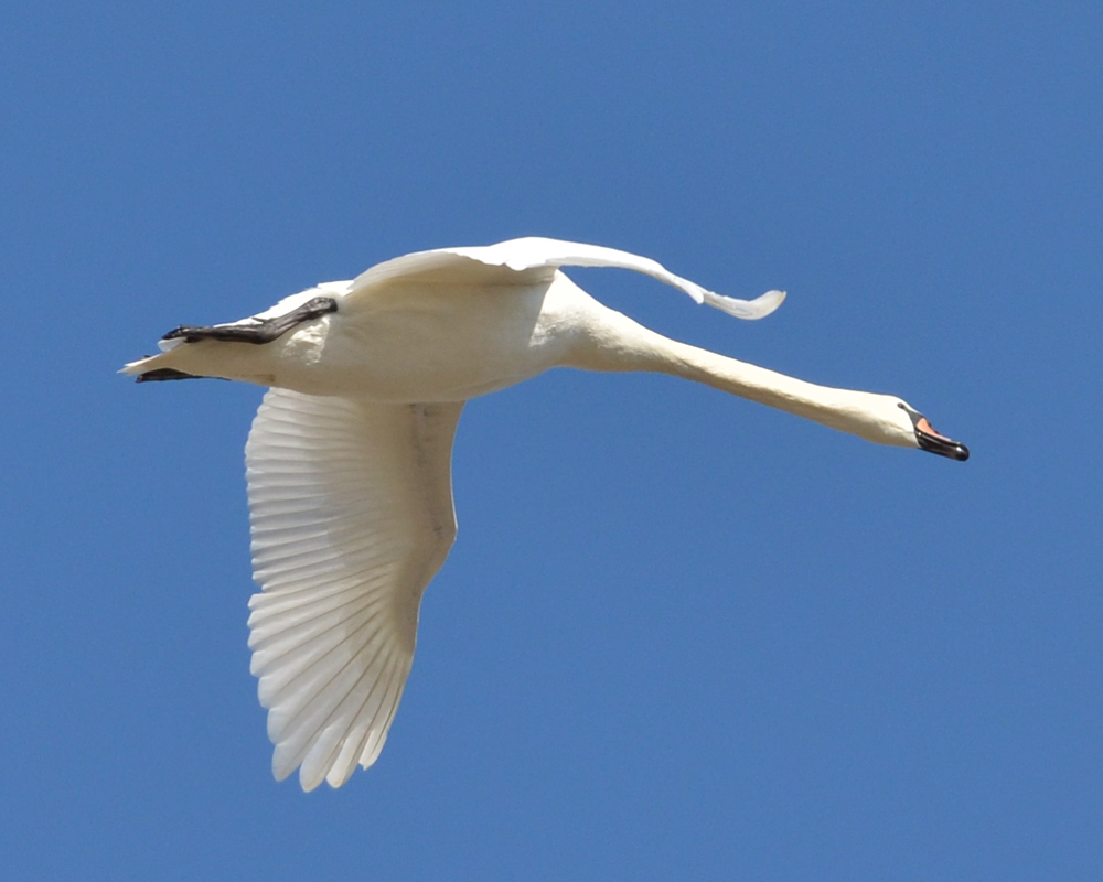 Mute Swan